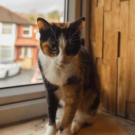 Franky's Place, In Roundhay, - Free Parking, Breakfast & Wifi Leeds (West Yorkshire)